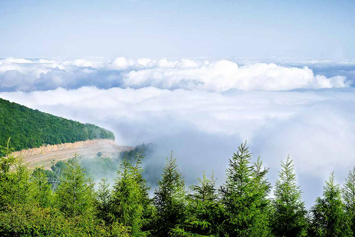 پرونده:جنگل های ابر در آستانه نابودی.jpg