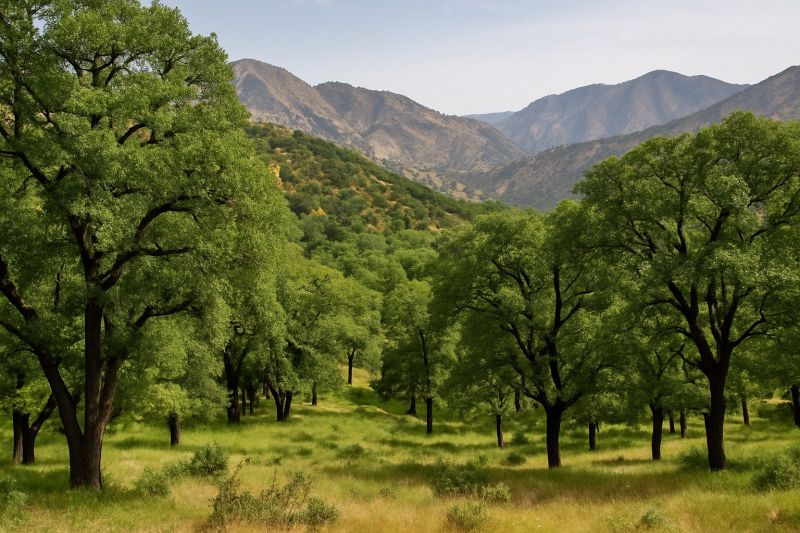 پرونده:جنگل بلوط- استان کردستان.jpg