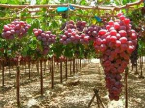 انگور ارومیه-استان آذربایجان غربی