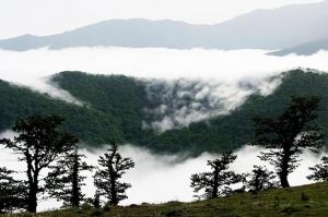 نمایی از جنگل‌ابر شاهرود از زیباترین و بزرگترین جنگل‌های ایران و جهان