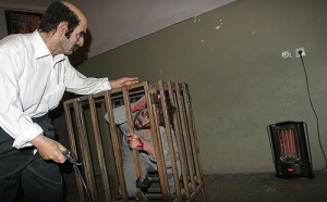 نمایش شکنجه زندانی در قفس