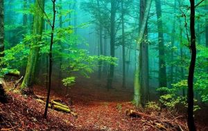 جنگل‌های زیبای ایران در حال نابودی اند.JPG