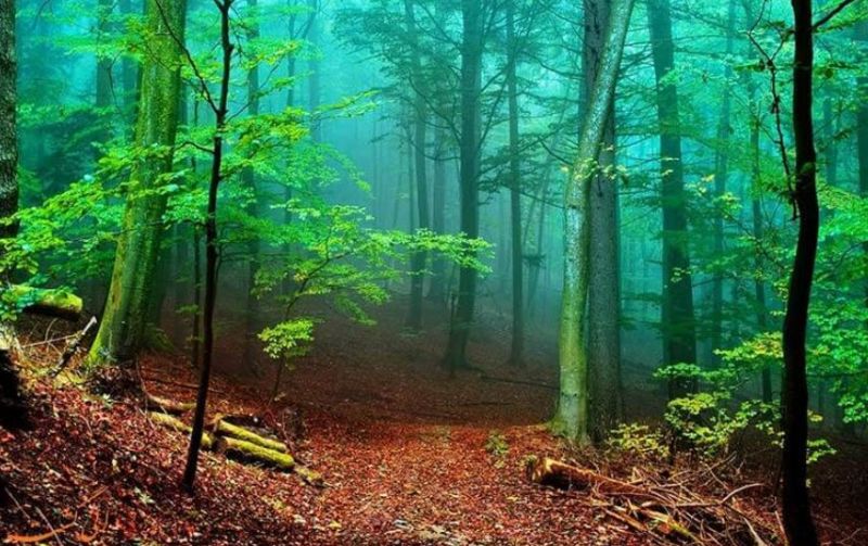 پرونده:جنگل‌های زیبای ایران در حال نابودی اند.JPG